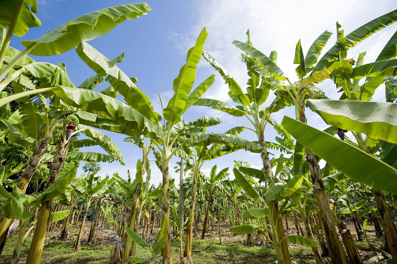 banana plantation, africa, agriculture-2098723.jpg